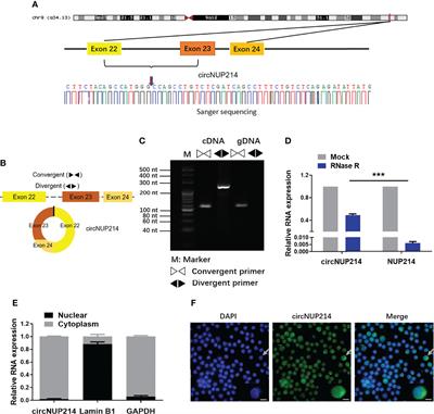 Circular RNA circNUP214 Modulates the T Helper 17 Cell Response in Patients With Rheumatoid Arthritis